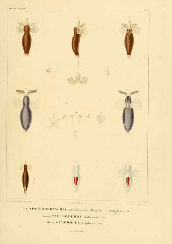 Reproducción/Reproduction 6303208340: Voyage dans l'Amérique Méridionale. v.9. Paris :Pitois-Levrault,1835-47