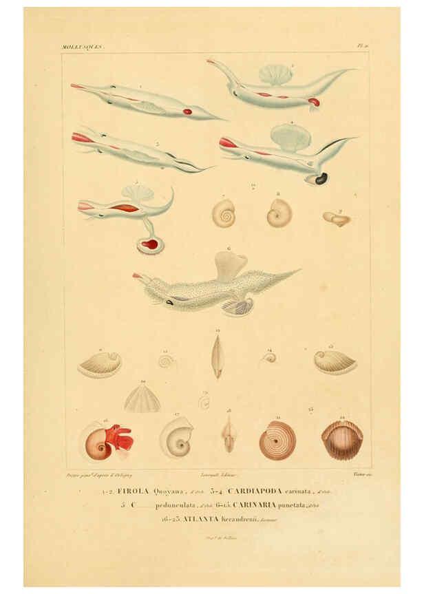 Reproducción/Reproduction 6303208810: Voyage dans l'Amérique Méridionale. v.9. Paris :Pitois-Levrault,1835-47