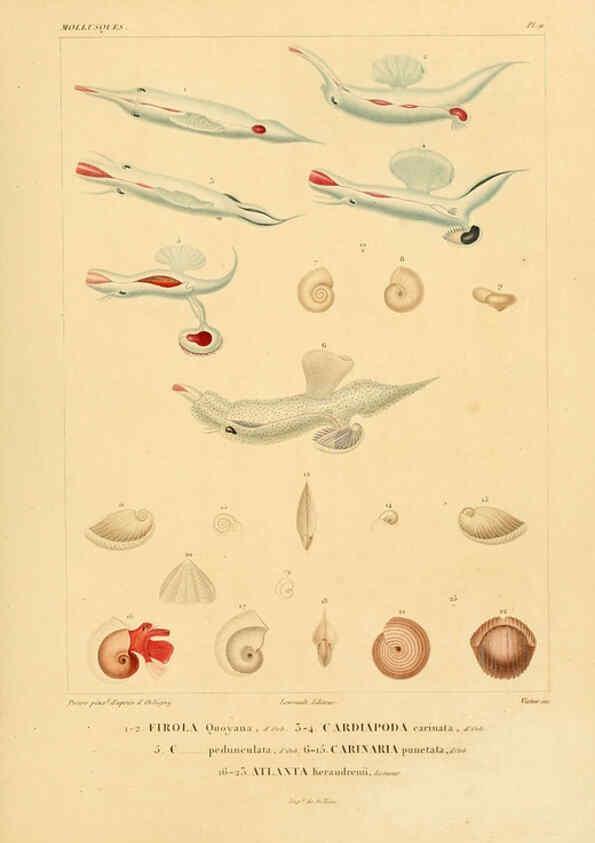 Reproducción/Reproduction 6303208810: Voyage dans l'Amérique Méridionale. v.9. Paris :Pitois-Levrault,1835-47
