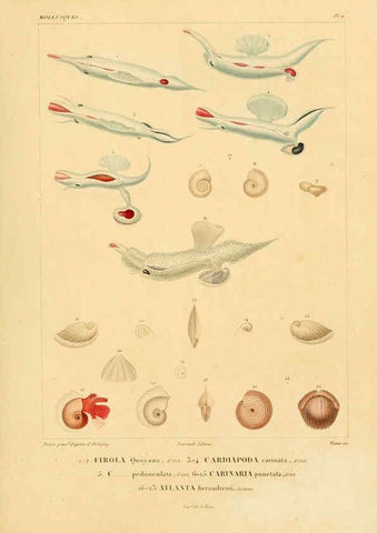 Reproducción/Reproduction 6303208810: Voyage dans l'Amérique Méridionale. v.9. Paris :Pitois-Levrault,1835-47