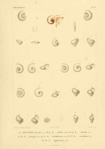 Reproducción/Reproduction 6303209134: Voyage dans l'Amérique Méridionale. v.9. Paris :Pitois-Levrault,1835-47