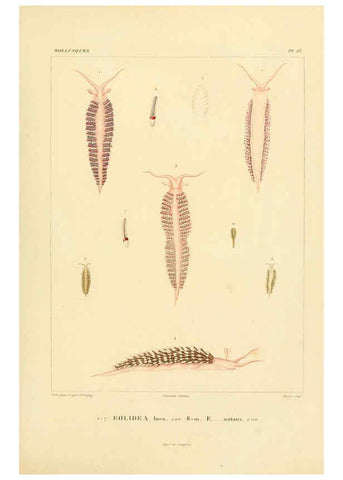 Reproducción/Reproduction 6303209488: Voyage dans l'Amérique Méridionale. v.9. Paris :Pitois-Levrault,1835-47