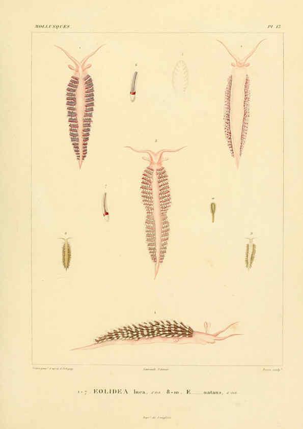 Reproducción/Reproduction 6303209488: Voyage dans l'Amérique Méridionale. v.9. Paris :Pitois-Levrault,1835-47