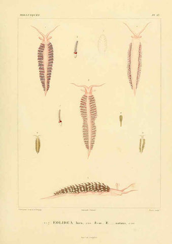 Reproducción/Reproduction 6303209488: Voyage dans l'Amérique Méridionale. v.9. Paris :Pitois-Levrault,1835-47