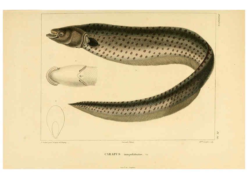 Reproducción/Reproduction 6303204800: Voyage dans l'Amérique Méridionale. v.9. Paris :Pitois-Levrault,1835-47