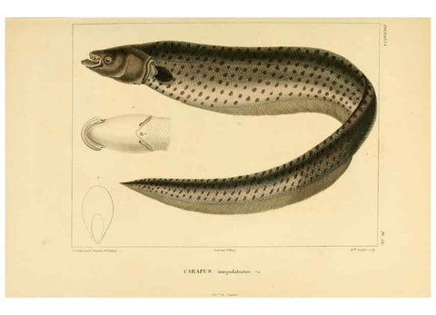 Reproducción/Reproduction 6303204800: Voyage dans l'Amérique Méridionale. v.9. Paris :Pitois-Levrault,1835-47