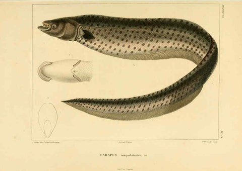 Reproducción/Reproduction 6303204800: Voyage dans l'Amérique Méridionale. v.9. Paris :Pitois-Levrault,1835-47