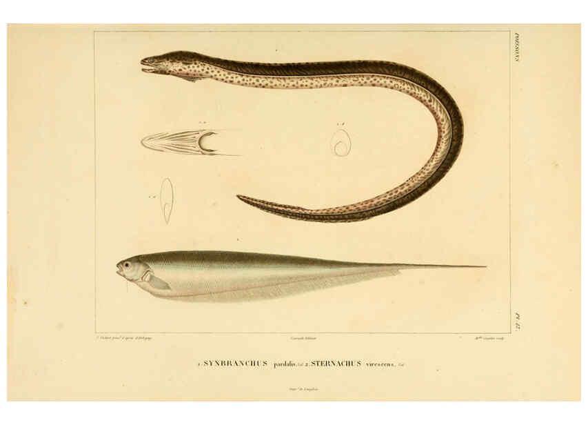 Reproducción/Reproduction 6303204540: Voyage dans l'Amérique Méridionale. v.9. Paris :Pitois-Levrault,1835-47