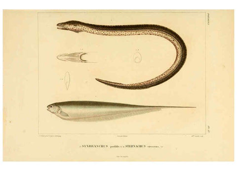 Reproducción/Reproduction 6303204540: Voyage dans l'Amérique Méridionale. v.9. Paris :Pitois-Levrault,1835-47