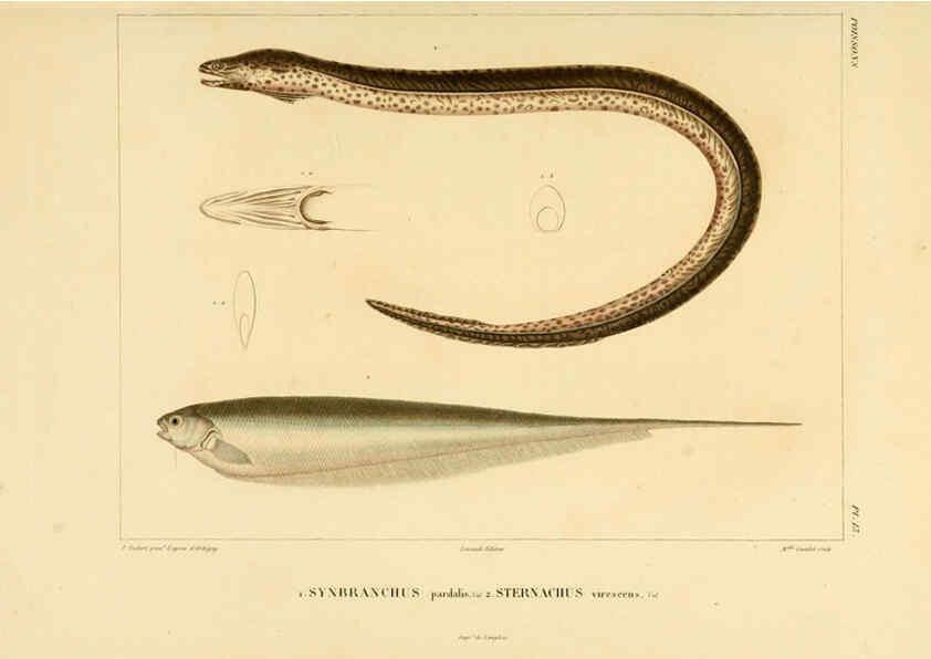 Reproducción/Reproduction 6303204540: Voyage dans l'Amérique Méridionale. v.9. Paris :Pitois-Levrault,1835-47
