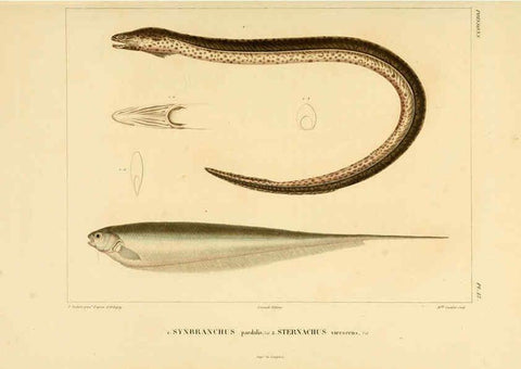 Reproducción/Reproduction 6303204540: Voyage dans l'Amérique Méridionale. v.9. Paris :Pitois-Levrault,1835-47