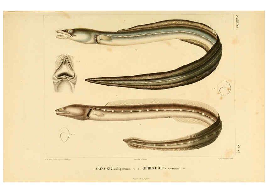 Reproducción/Reproduction 6302679221: Voyage dans l'Amérique Méridionale. v.9. Paris :Pitois-Levrault,1835-47