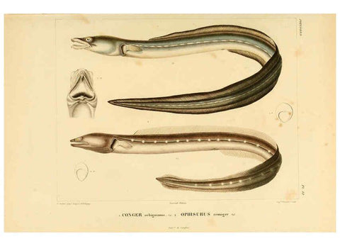 Reproducción/Reproduction 6302679221: Voyage dans l'Amérique Méridionale. v.9. Paris :Pitois-Levrault,1835-47