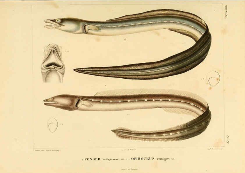 Reproducción/Reproduction 6302679221: Voyage dans l'Amérique Méridionale. v.9. Paris :Pitois-Levrault,1835-47