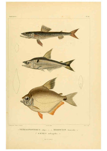 Reproducción/Reproduction 6303204048: Voyage dans l'Amérique Méridionale. v.9. Paris :Pitois-Levrault,1835-47
