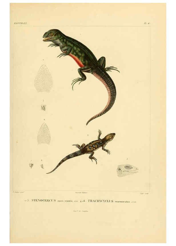 Reproducción/Reproduction 6303198928: Voyage dans l'Amérique Méridionale. v.9. Paris :Pitois-Levrault,1835-47