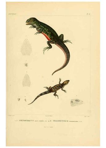 Reproducción/Reproduction 6303198928: Voyage dans l'Amérique Méridionale. v.9. Paris :Pitois-Levrault,1835-47