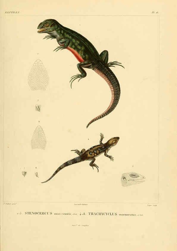 Reproducción/Reproduction 6303198928: Voyage dans l'Amérique Méridionale. v.9. Paris :Pitois-Levrault,1835-47