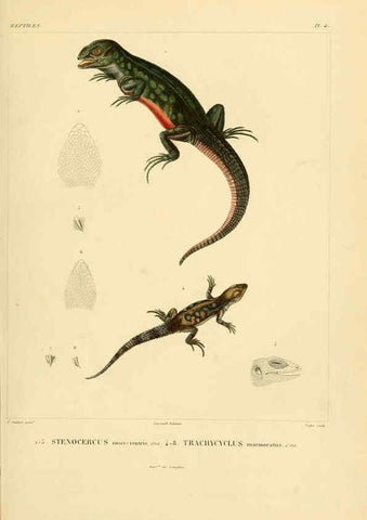 Reproducción/Reproduction 6303198928: Voyage dans l'Amérique Méridionale. v.9. Paris :Pitois-Levrault,1835-47
