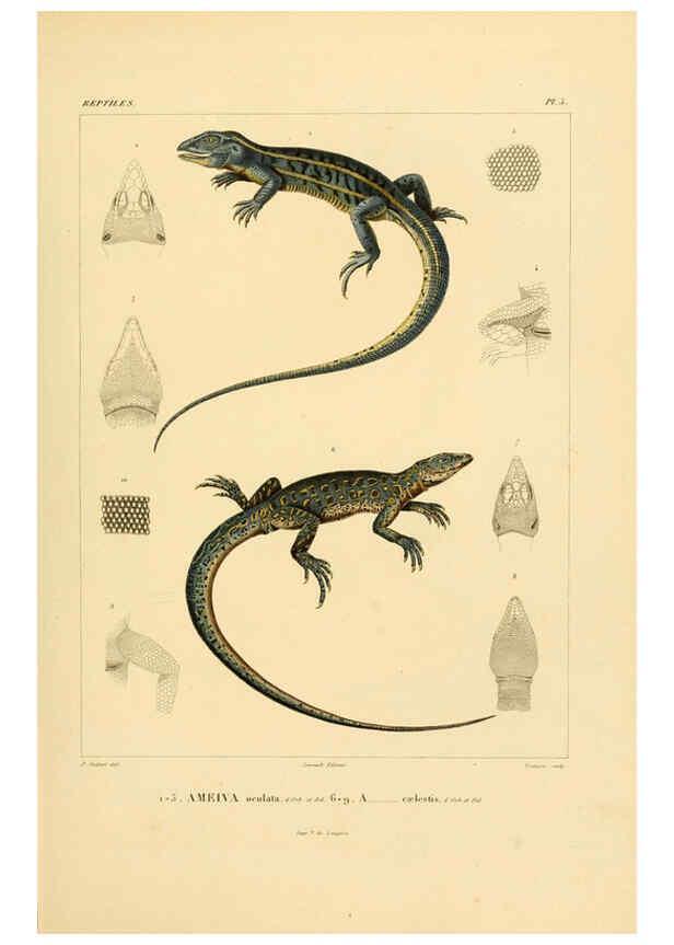Reproducción/Reproduction 6302674075: Voyage dans l'Amérique Méridionale. v.9. Paris :Pitois-Levrault,1835-47