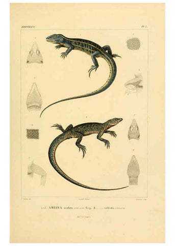 Reproducción/Reproduction 6302674075: Voyage dans l'Amérique Méridionale. v.9. Paris :Pitois-Levrault,1835-47