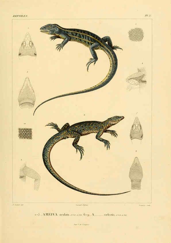 Reproducción/Reproduction 6302674075: Voyage dans l'Amérique Méridionale. v.9. Paris :Pitois-Levrault,1835-47