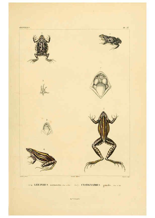 Reproducción/Reproduction 6303200746: Voyage dans l'Amérique Méridionale. v.9. Paris :Pitois-Levrault,1835-47