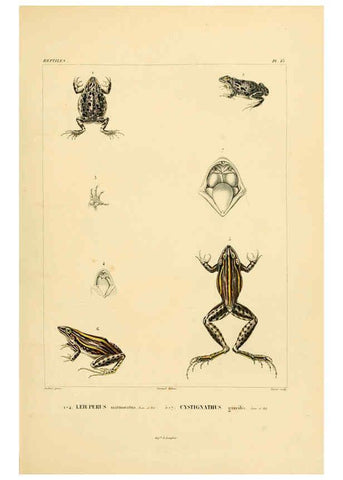 Reproducción/Reproduction 6303200746: Voyage dans l'Amérique Méridionale. v.9. Paris :Pitois-Levrault,1835-47