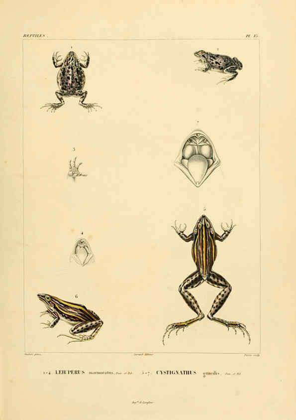Reproducción/Reproduction 6303200746: Voyage dans l'Amérique Méridionale. v.9. Paris :Pitois-Levrault,1835-47