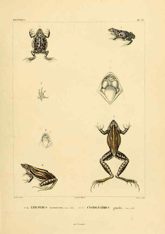 Reproducción/Reproduction 6303200746: Voyage dans l'Amérique Méridionale. v.9. Paris :Pitois-Levrault,1835-47