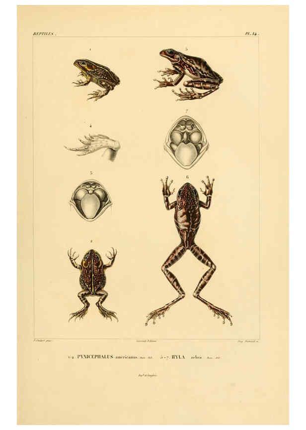 Reproducción/Reproduction 6303201050: Voyage dans l'Amérique Méridionale. v.9. Paris :Pitois-Levrault,1835-47
