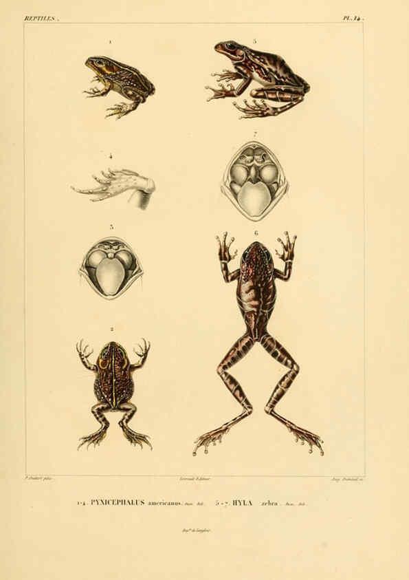 Reproducción/Reproduction 6303201050: Voyage dans l'Amérique Méridionale. v.9. Paris :Pitois-Levrault,1835-47