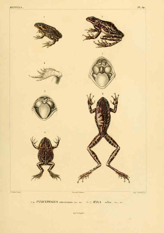 Reproducción/Reproduction 6303201050: Voyage dans l'Amérique Méridionale. v.9. Paris :Pitois-Levrault,1835-47