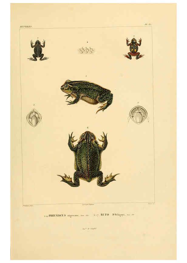 Reproducción/Reproduction 6302676201: Voyage dans l'Amérique Méridionale. v.9. Paris :Pitois-Levrault,1835-47