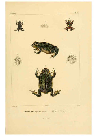 Reproducción/Reproduction 6302676201: Voyage dans l'Amérique Méridionale. v.9. Paris :Pitois-Levrault,1835-47
