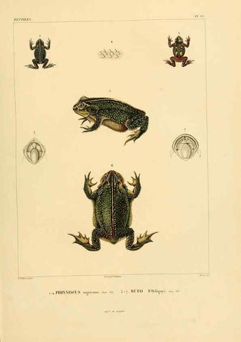 Reproducción/Reproduction 6302676201: Voyage dans l'Amérique Méridionale. v.9. Paris :Pitois-Levrault,1835-47