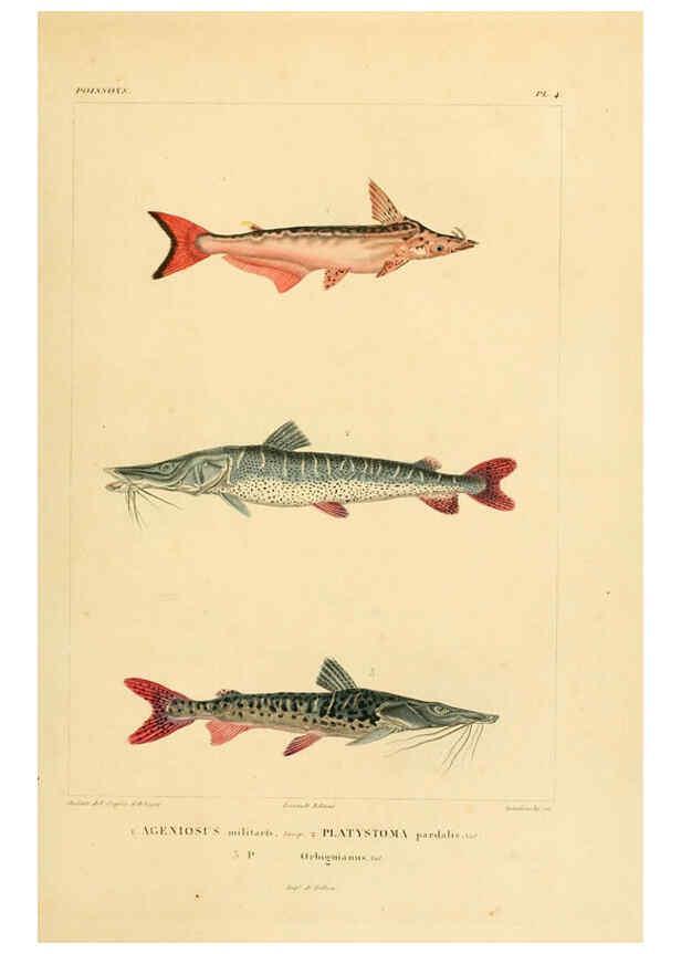 Reproducción/Reproduction 6303202106: Voyage dans l'Amérique Méridionale. v.9. Paris :Pitois-Levrault,1835-47