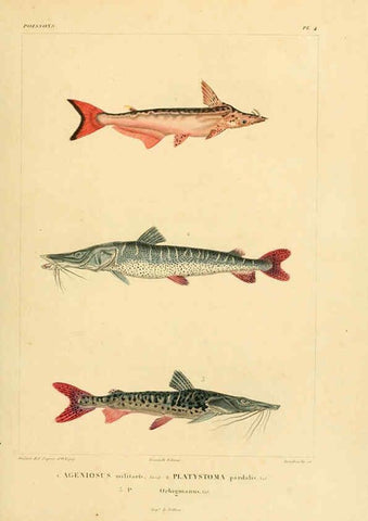 Reproducción/Reproduction 6303202106: Voyage dans l'Amérique Méridionale. v.9. Paris :Pitois-Levrault,1835-47
