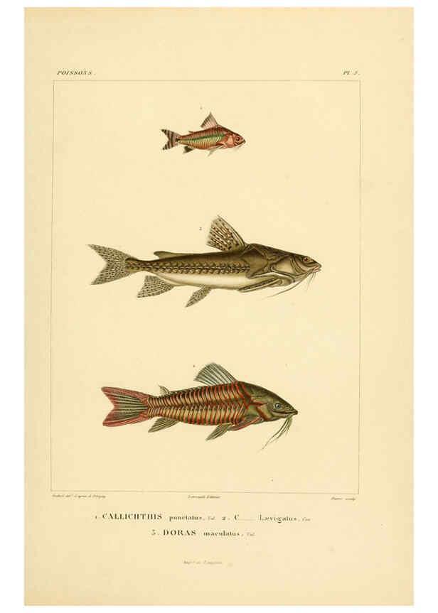 Reproducción/Reproduction 6302677293: Voyage dans l'Amérique Méridionale. v.9. Paris :Pitois-Levrault,1835-47
