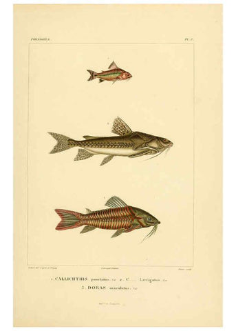 Reproducción/Reproduction 6302677293: Voyage dans l'Amérique Méridionale. v.9. Paris :Pitois-Levrault,1835-47