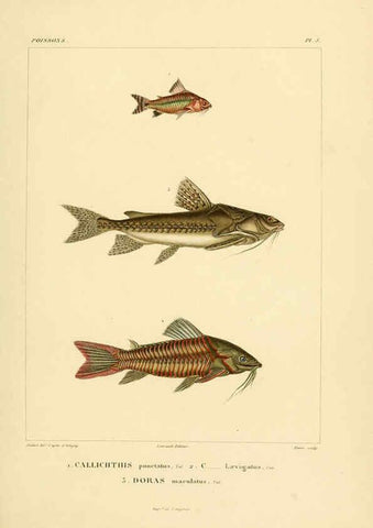 Reproducción/Reproduction 6302677293: Voyage dans l'Amérique Méridionale. v.9. Paris :Pitois-Levrault,1835-47
