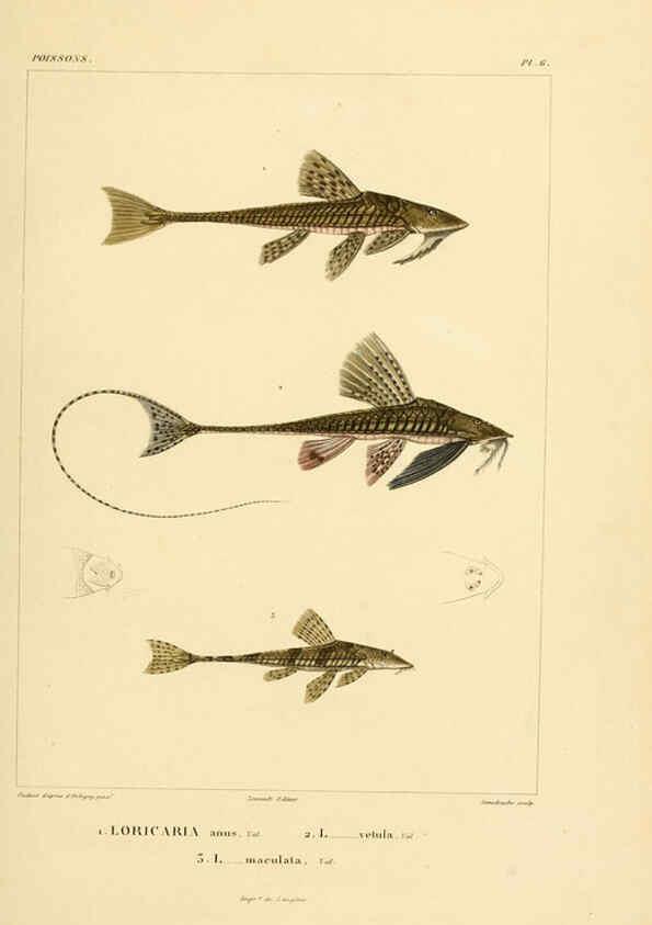 Reproducción/Reproduction 6303202544: Voyage dans l'Amérique Méridionale. v.9. Paris :Pitois-Levrault,1835-47