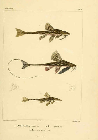Reproducción/Reproduction 6303202544: Voyage dans l'Amérique Méridionale. v.9. Paris :Pitois-Levrault,1835-47