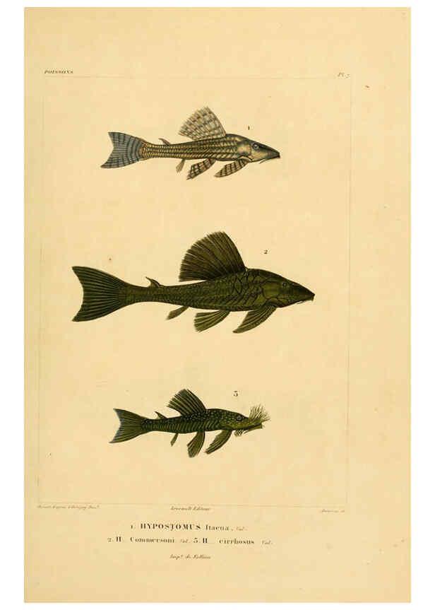 Reproducción/Reproduction 6302677759: Voyage dans l'Amérique Méridionale. v.9. Paris :Pitois-Levrault,1835-47