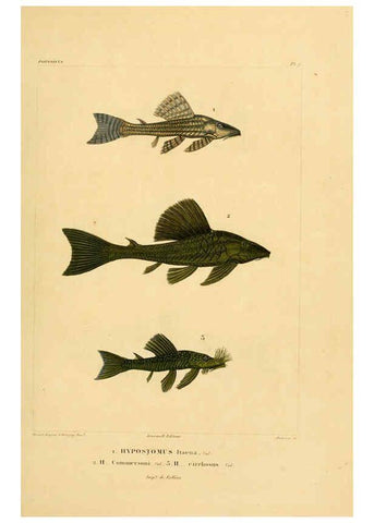 Reproducción/Reproduction 6302677759: Voyage dans l'Amérique Méridionale. v.9. Paris :Pitois-Levrault,1835-47