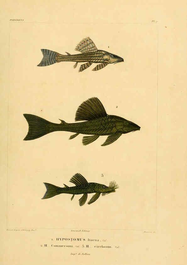 Reproducción/Reproduction 6302677759: Voyage dans l'Amérique Méridionale. v.9. Paris :Pitois-Levrault,1835-47