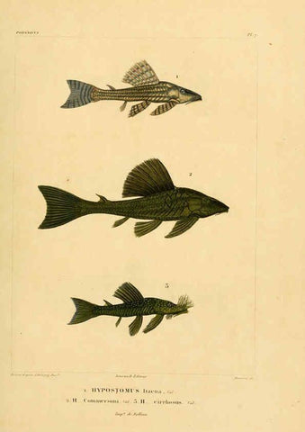 Reproducción/Reproduction 6302677759: Voyage dans l'Amérique Méridionale. v.9. Paris :Pitois-Levrault,1835-47