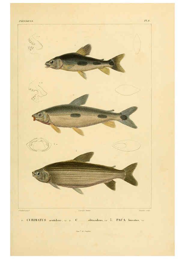 Reproducción/Reproduction 6302678301: Voyage dans l'Amérique Méridionale. v.9. Paris :Pitois-Levrault,1835-47