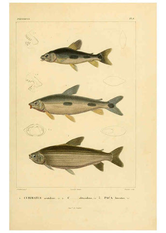 Reproducción/Reproduction 6302678301: Voyage dans l'Amérique Méridionale. v.9. Paris :Pitois-Levrault,1835-47