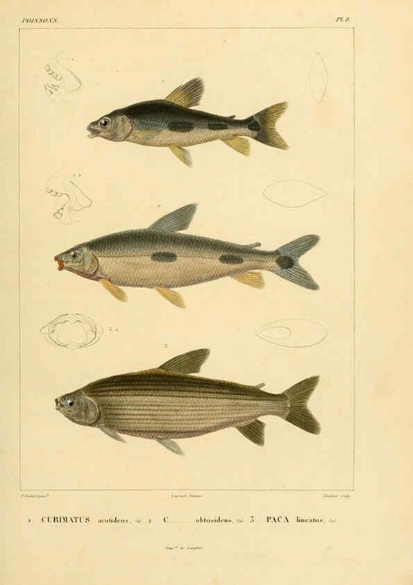 Reproducción/Reproduction 6302678301: Voyage dans l'Amérique Méridionale. v.9. Paris :Pitois-Levrault,1835-47